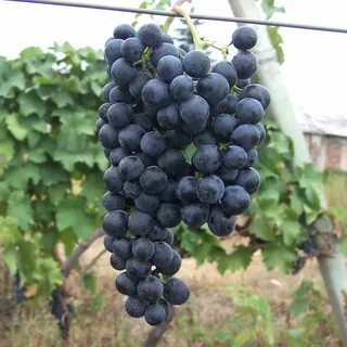 Хванчкара из какого сорта винограда