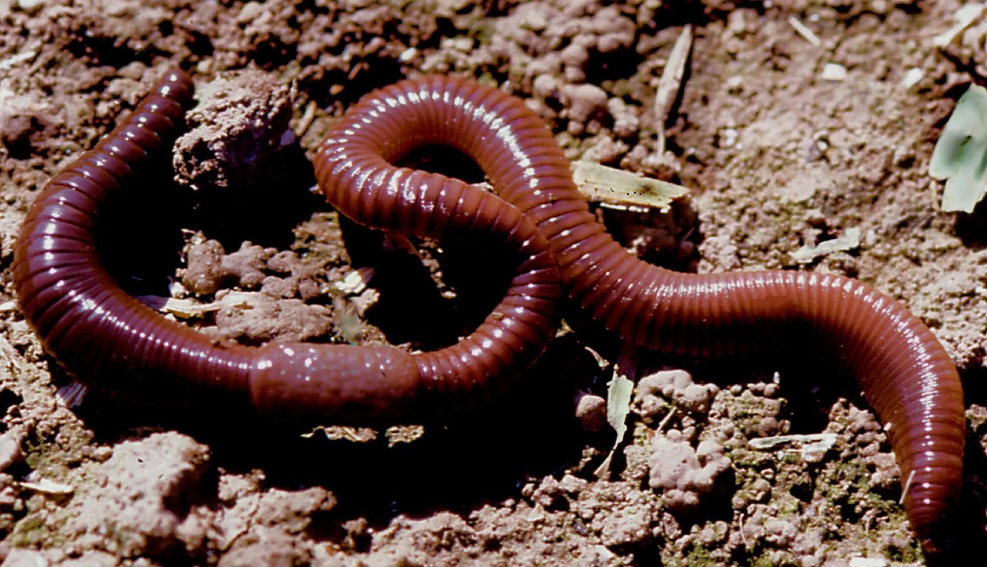 Звук червяков. Красный червь (Lumbricus rubellus. Червь Земляной (Lumbricus terrestris). Малощетинковые дождевой червь.