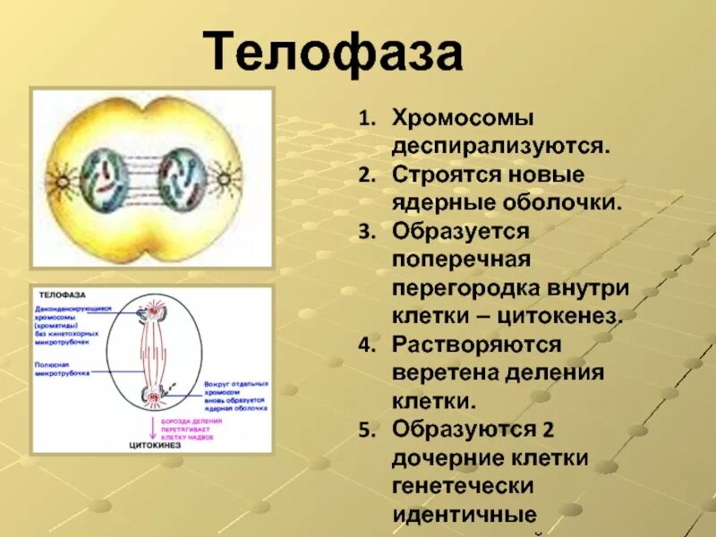 Строение мембраны ядра. Образуется оболочка ядра. Телофаза растительной клетки. Ядерная оболочка в метафазе. Телофаза хромосомы.