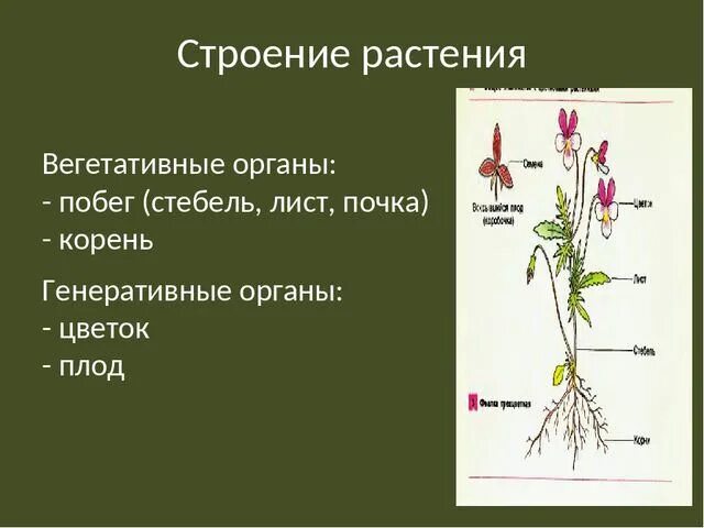 Что из перечисленного относится к генеративным органам. Вегетативные органы растений стебель. Вегетативные органы цветкового растения. Строение органов растений. Строение вегетативных органов.