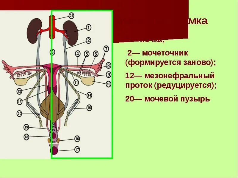 Филогенез выделительной системы позвоночных животных. Филогенез мочевыделительной системы. Филогенез мочевыделительной системы позвоночных. Онтофилогенез систем органов.