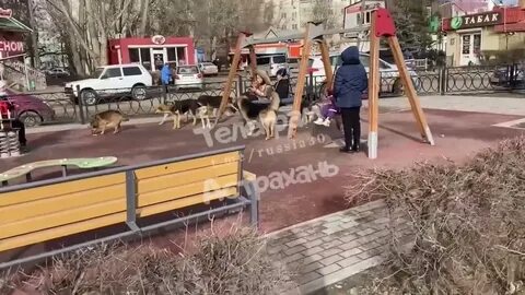 Собака напала на детской площадке