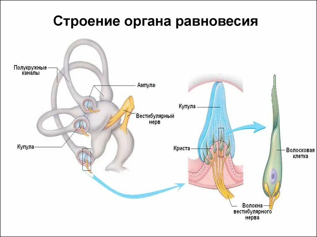 Клетки равновесия. Строение анализатора органа равновесия. Отолитовый аппарат внутреннего уха. Анализатор равновесия анатомия схема. Рецепторные клетки органа равновесия строение.