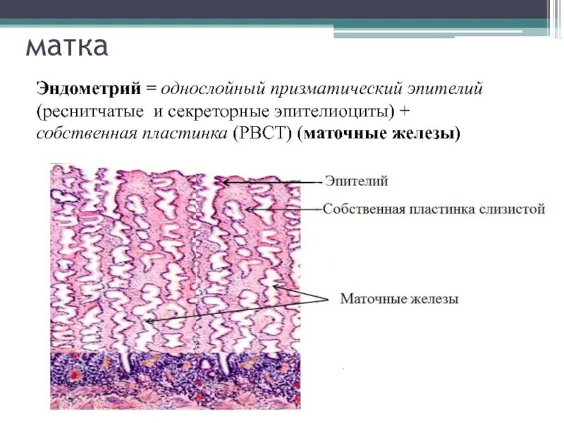 Строение эндометрия. Слизистая оболочка эпителий матки. Многослойный плоский эпителий шейки матки гистология. Эпителий слизистой оболочки шейки матки. Эпителий слизистой оболочки матки однослойный плоский.