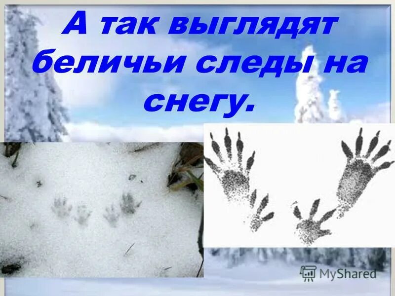 следы белки на снегу зимой. следы белки. беличьи следы на снегу. следы белки зимой. следы белки.