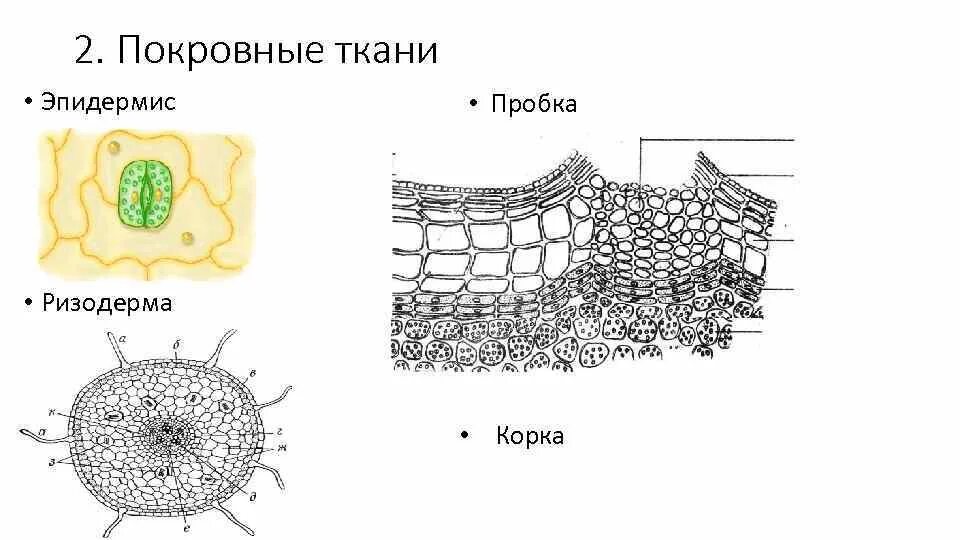 Покровная ткань кожица проводящая ткань впр. Покровные ткани растений ризодерма. Эпидерма ризодерма перидерма. Покровные эпидерма ризодерма корка. Покровная ткань корня рисунок.