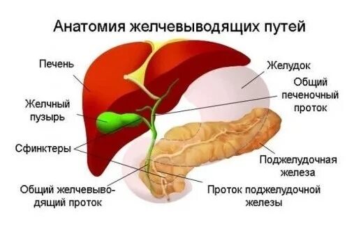 Схема желчевыводящих протоков. Строение печени и желчного пузыря. Желчный пузырь и протоки анатомия. Протоки желчного пузыря схема.