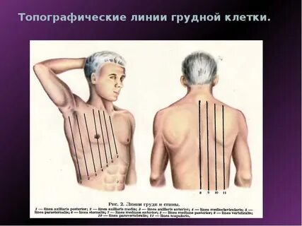 Срединная линия грудины
