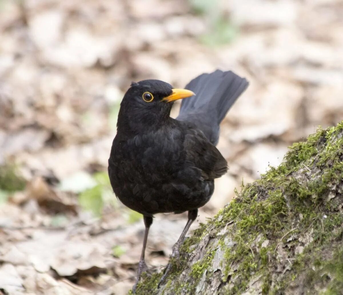 Желтоклювый Дрозд. Чёрный Дрозд (лат. Turdus Merula). Черный Дрозд с черным клювом. Белогрудый Дрозд.