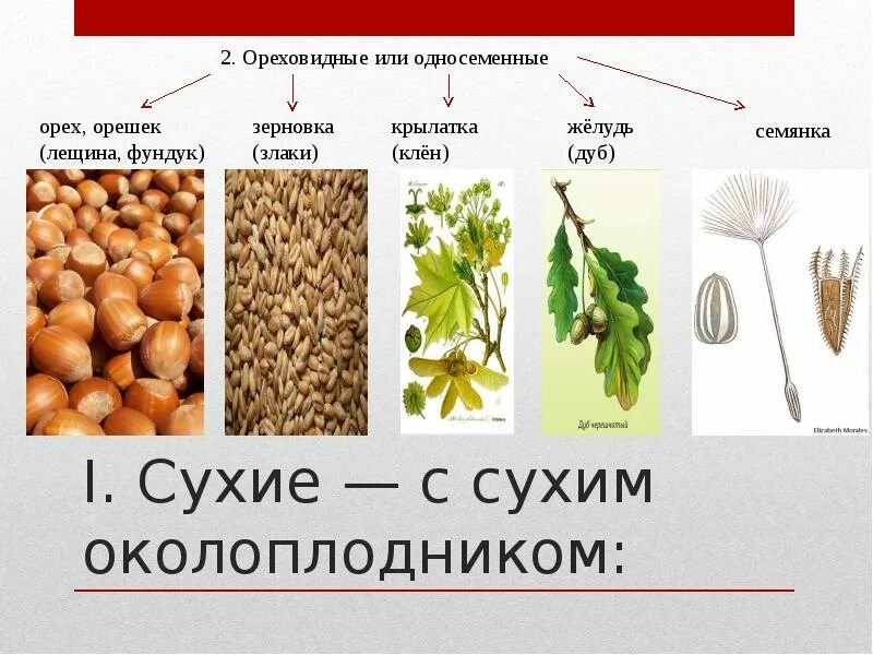 Сухие ореховидные плоды. Ореховидные плоды строение. Классификация плодов ореховидные. Плоды с сухим околоплодником. Какой из перечисленных плодов является односеменным