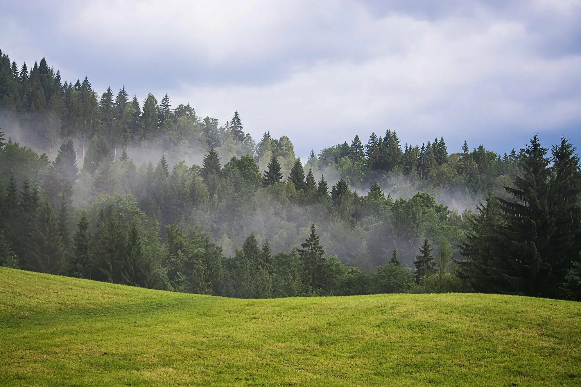 Влажный холм. Лесистые холмы Швейцария. Туманный пейзаж. Панорама леса. Лес на Холме.