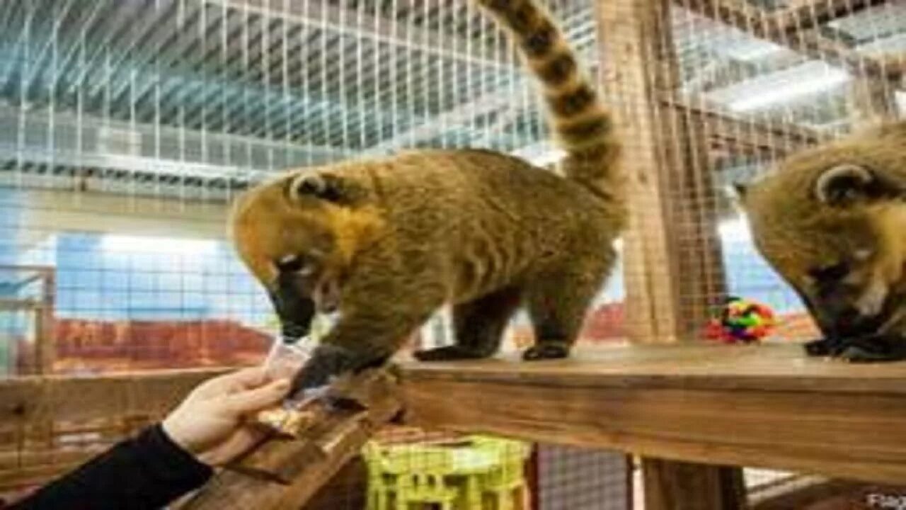 Гомельский зоопарк. Зоопарк живой ключ. Октябрьский зоопарк гомельская область. Гомельский зоопарк фото. Гомельский зоопарк.