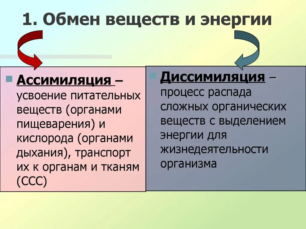 Ассимиляция это в биологии