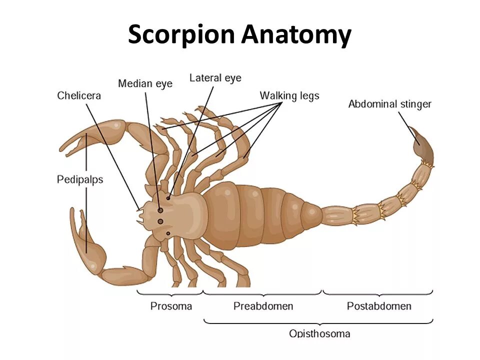 Строение клешни скорпиона. Внешнее строение скорпиона. Строение скорпиона биология 7 класс. Внутреннее строение скорпиона биология 7 класс.