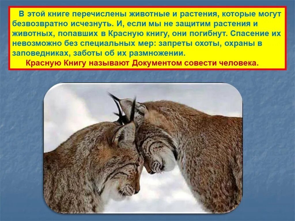 Коллаж с животными занесенными в красную книгу