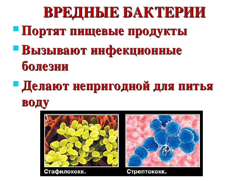 Три болезнетворные бактерии. Вредные бактерии для человека 3 класс. Сообщение о вредных бактериях. Полезные и вредные бакт. Полезные и вредные микроорганизмы для человека.