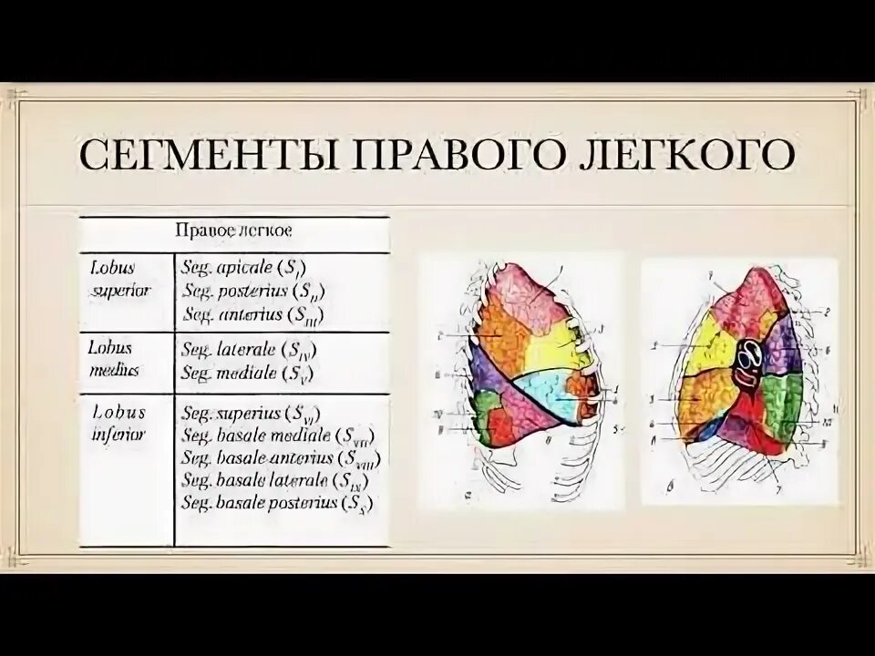 5 сегментов легкого. Сегменты легких. Строение легких сегменты. Сегменты правого легкого. Границы сегментов легких.