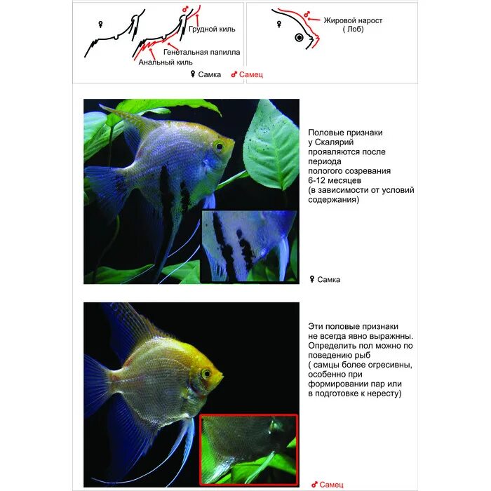 Скалярия пол. Как отличить самку скалярии фото. Скалярия отличие самца и самки. Как отличить самку скалярии фото. Скалярия блю даймонд.