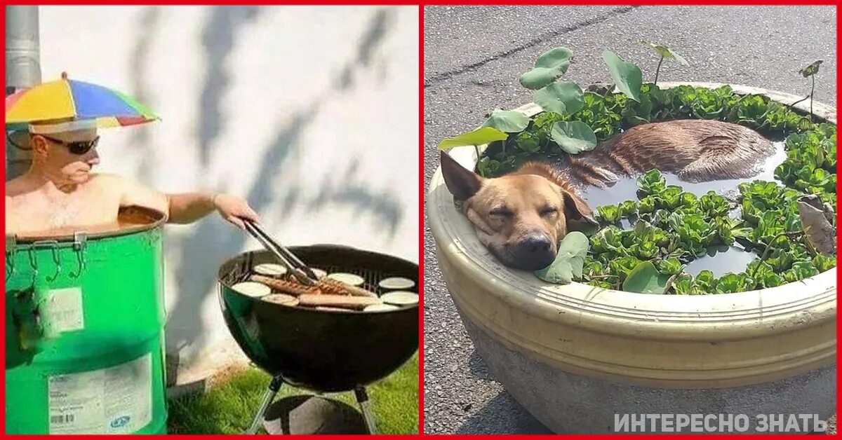 Как коты переносят жару