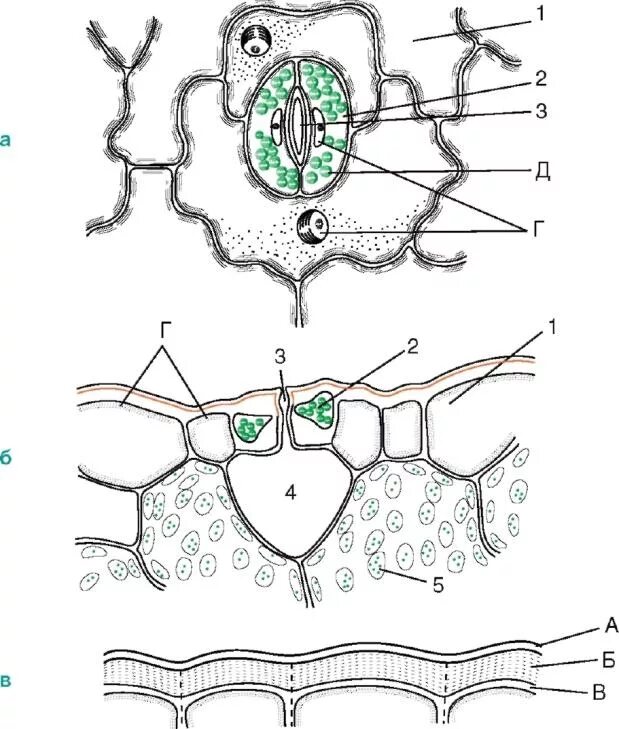 Хлоропласты в устьицах. Строение клетки эпидермиса листа. Строение клетки листа эпидерма. Первичная покровная ткань эпидерма устьица. Ткань листа растения с устьицем.