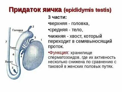 Какие у мужчин яички
