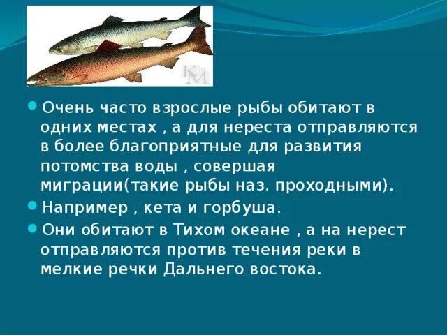 Миграция рыб. Размножение рыб нерест. Миграция рыб презентация. Интересные факты о миграции рыб.
