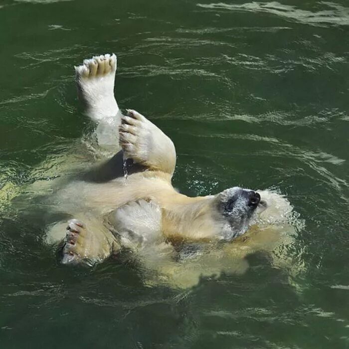 Животные купаются в воде. Медведь купается в море. Медвежонок купается. Животные купаются