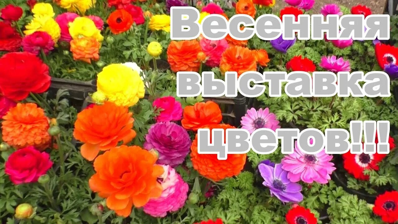 Выставка растений в ростове на дону 2024. Выставка цветов картинки. Выставка цветов в Ростове на Дону в парке Вити Черевичкина 2024. Цветочная ярмарка в парке Вити Черевичкина. Выставка растений в Краснодаре.