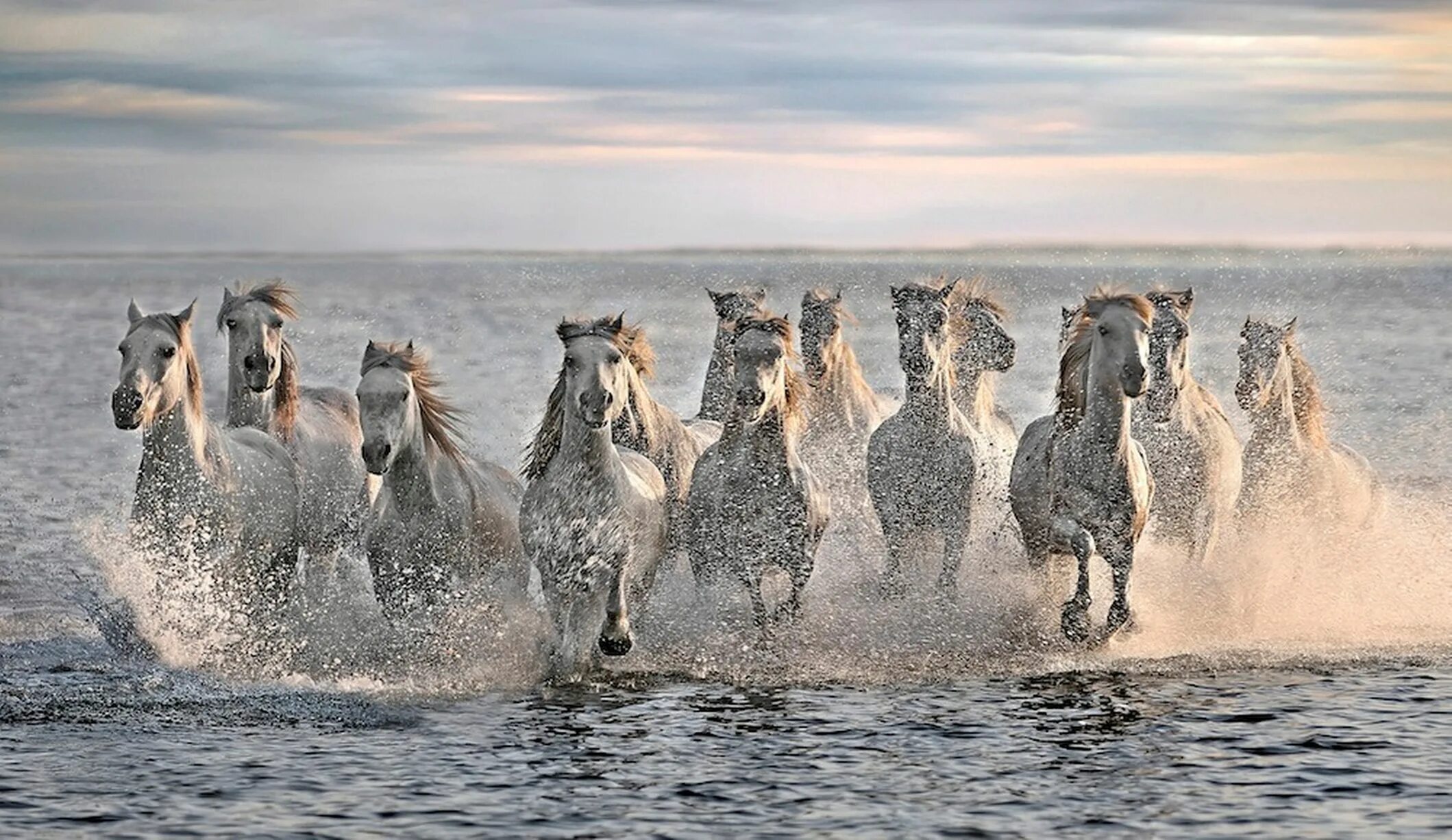 Табун белых лошадей. Табун лошадей. Табун черных лошадей. Много лошадей. Слова в переносном значении.
