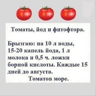 Обработка помидоров молоком с йодом