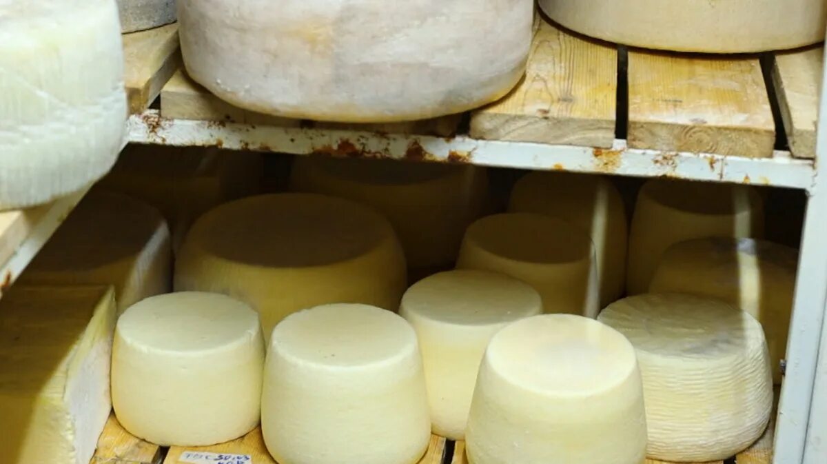 Queso Roquefort AOC - Uno de los quesos más caros Queso roquefort, Queso, Quesos