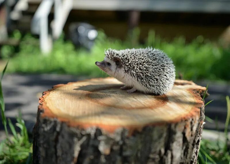 Ёжики обои. Грустный ежик. Приметы про ежика. Еж забрался в дом. Как понять сколько лет ежику.