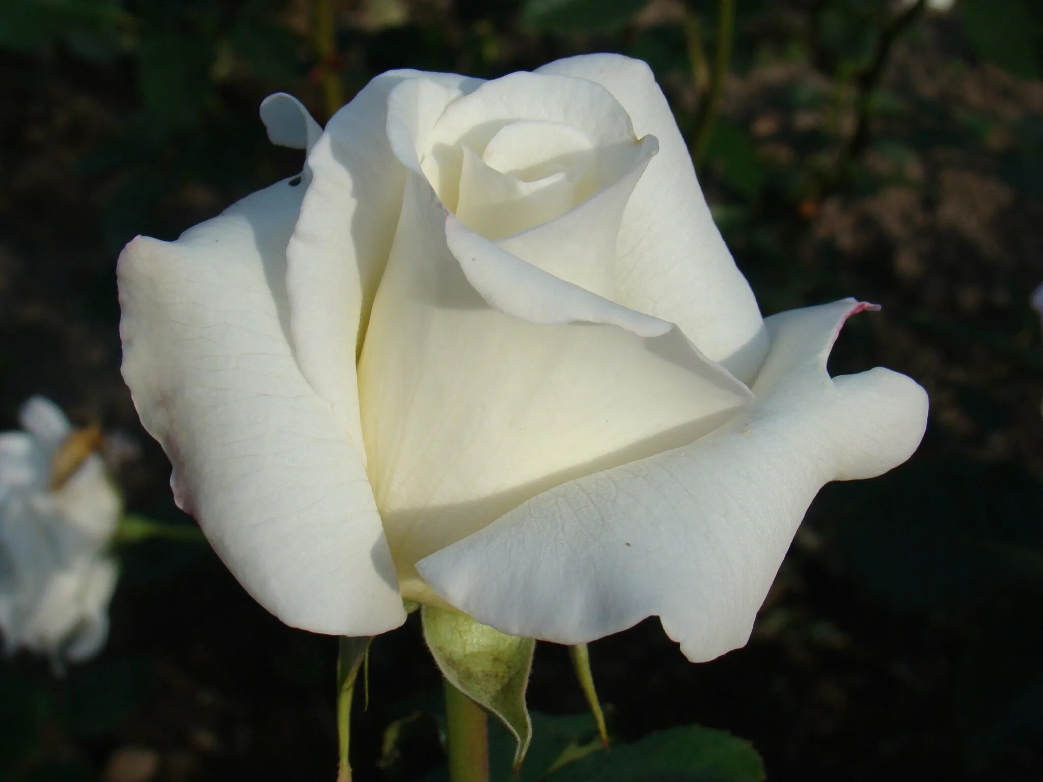 Сорт роз мондиаль. Чайно гибридная шопен. Белые розы сорта. Сорт роз мондиаль. Белые розы сорта.