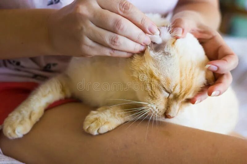 Самостоятельный кот. Cat s care. Ветеринар с кошкой. Здоровая кошка. Cat s care.