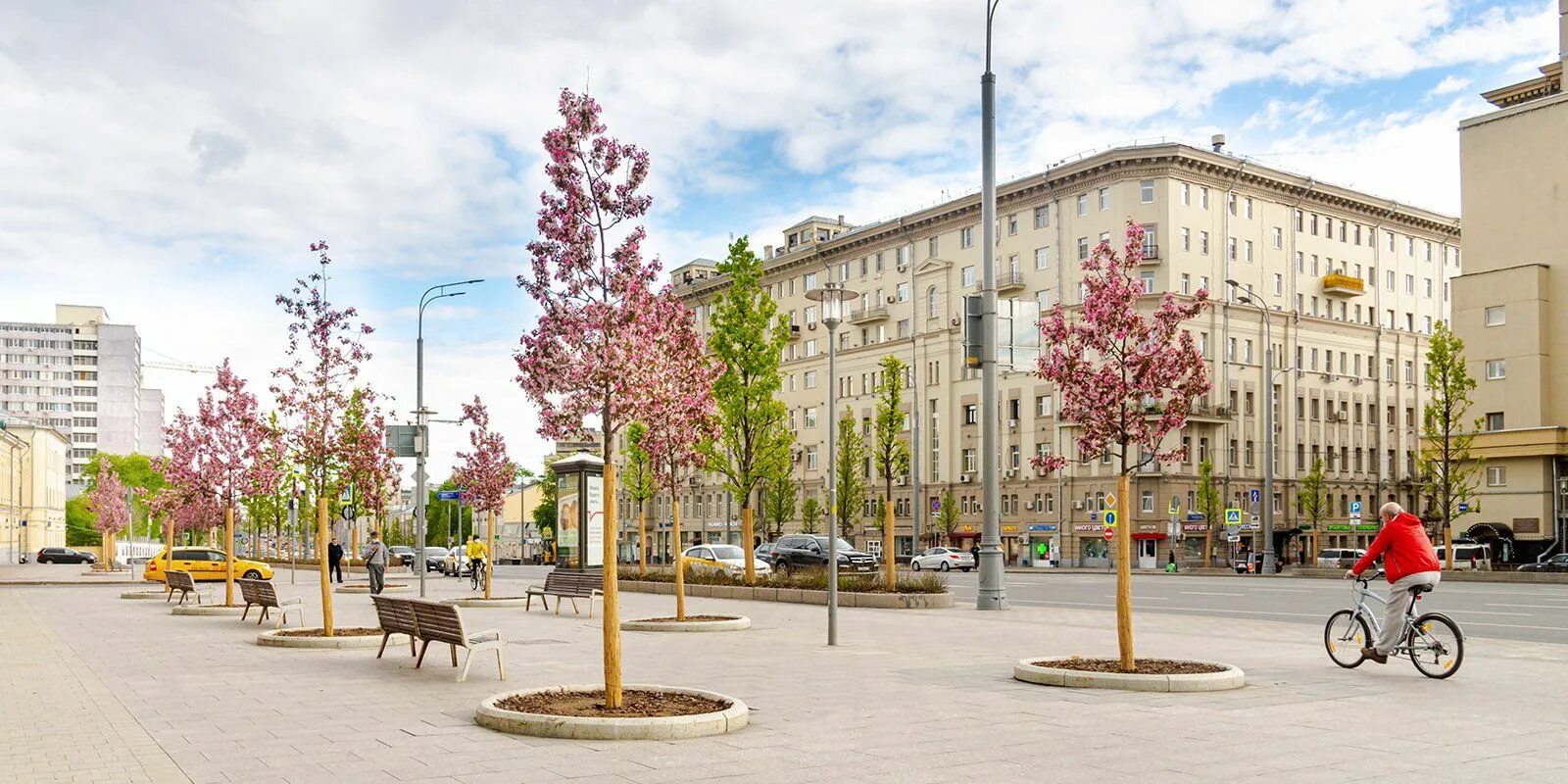 Москва сейчас деревья. Яблони на Сухаревской. Крупномеры яблони. Цветущие деревья в Москве.