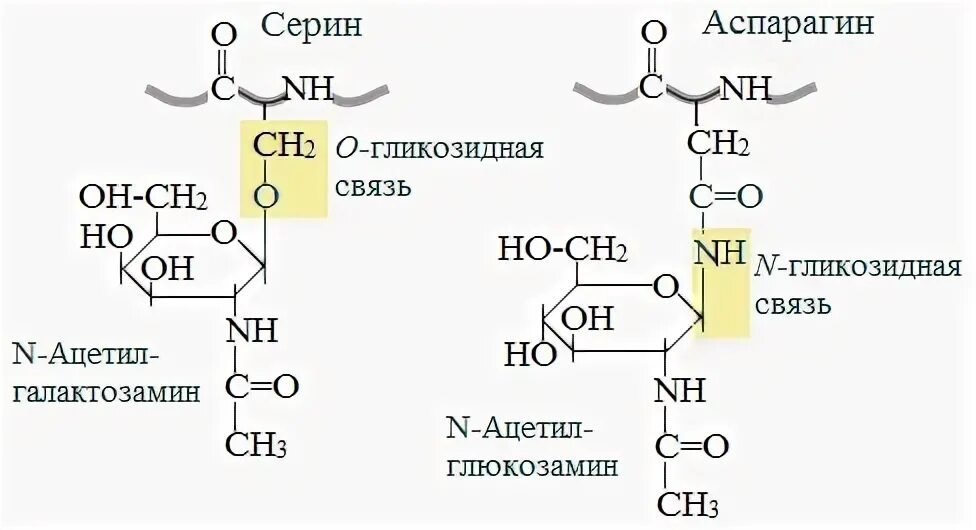 Тир формула. Аспарагин и глутамин. Аспарагин и серин. Аспарагин аминокислота. Структурная формула Серина.