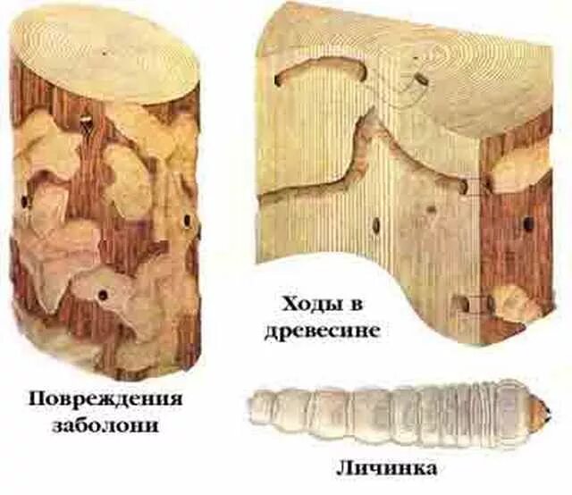 Какие отношения между осиной и усачем