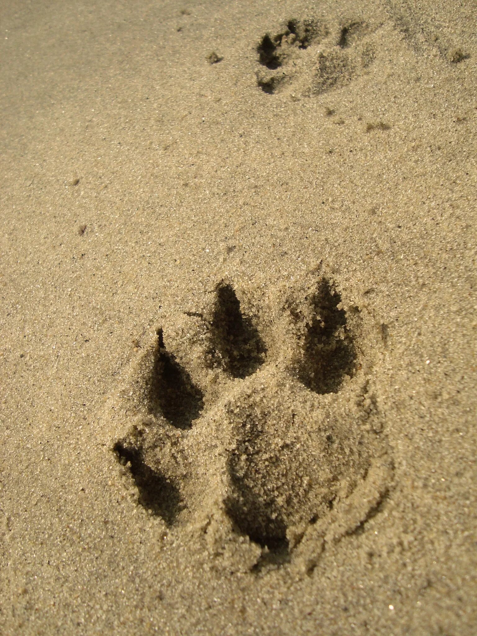 Там следы. След енотовидной собаки на земле. Следы животных на песке. Следы животных на земле. След волка на песке.