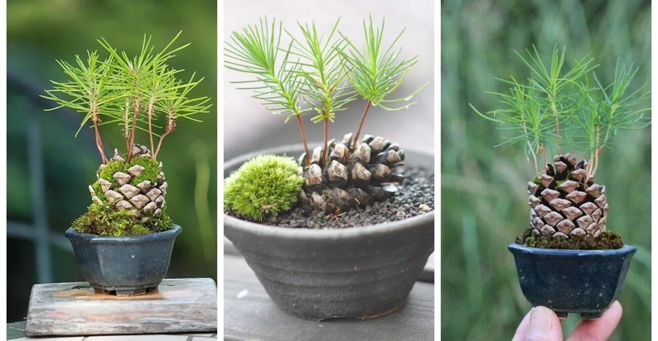 посадить дерево сосна. посадка крупномеров сосны. посадить дерево сосна. лесовосстановление посадки сосны. посадка крупномеров сосны.