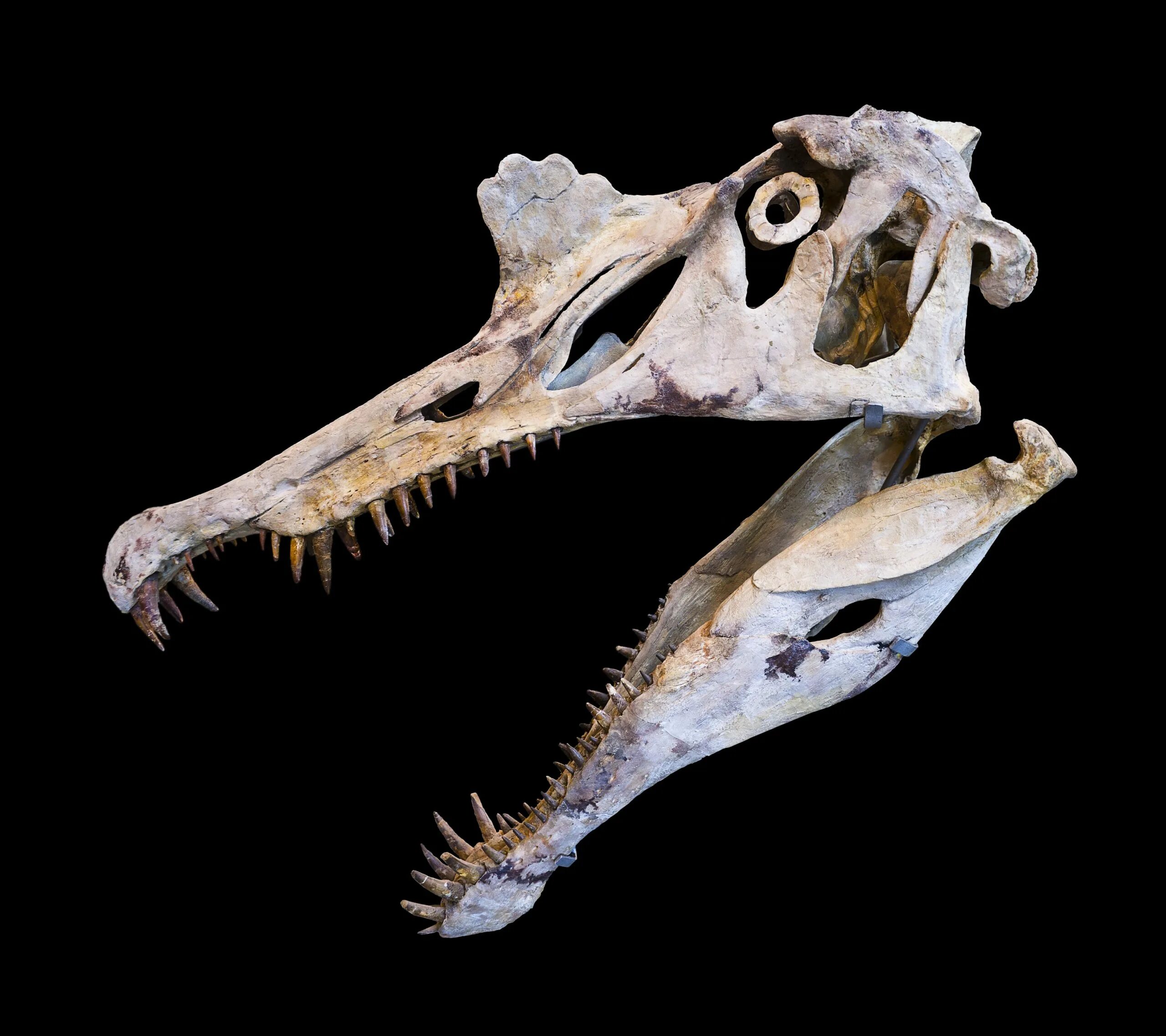 Черепая. Spinosaurus aegyptiacus Skeleton. Spinosaurus aegyptiacus скелет. Спинозавр череп. Спинозавр кости.