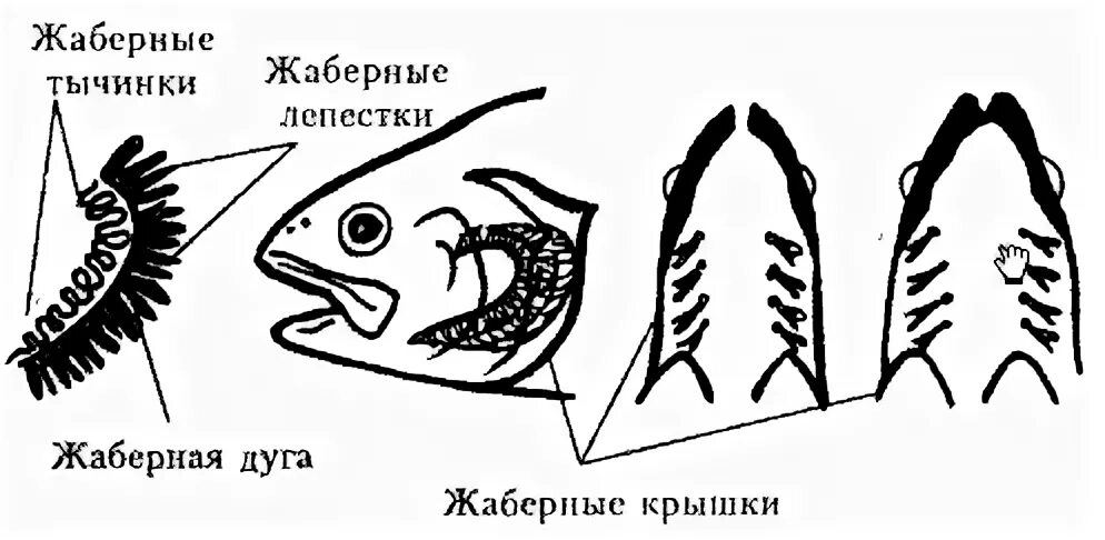 внутреннее строение костистой рыбы. класс костные рыбы схема. отряд сельдеобразные представители кратко. схема кровеносной системы костистой рыбы. система класса костных рыб.