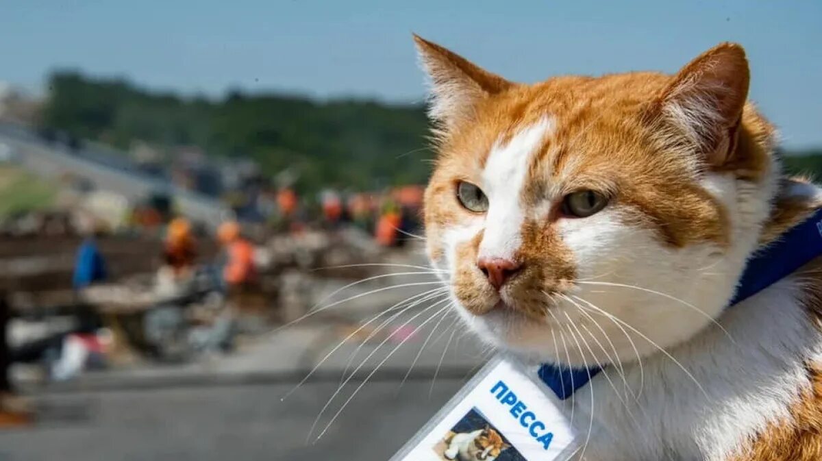 Кот мостик