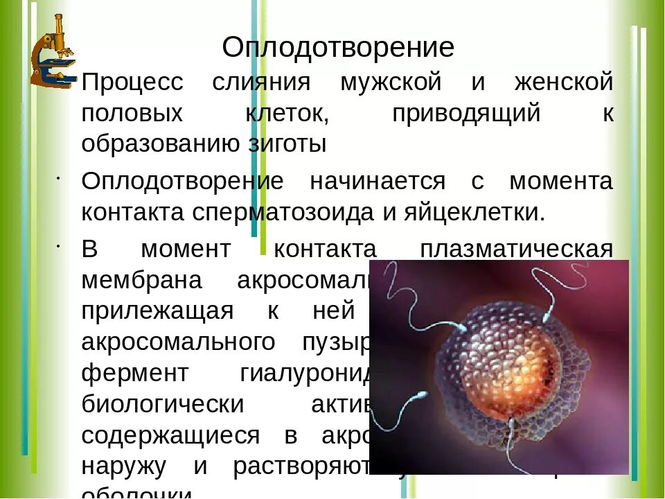 Процесс оплодотворения у человека. Оплодотворение у человека. Процесс оплодотворения происходит в. Процесс оплодотворения яйцеклетки. Слияние половых клеток.