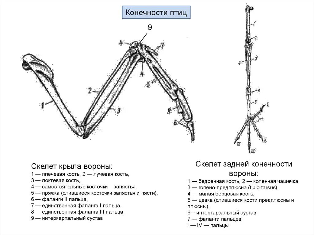 Скелет передней конечности птиц состоит из