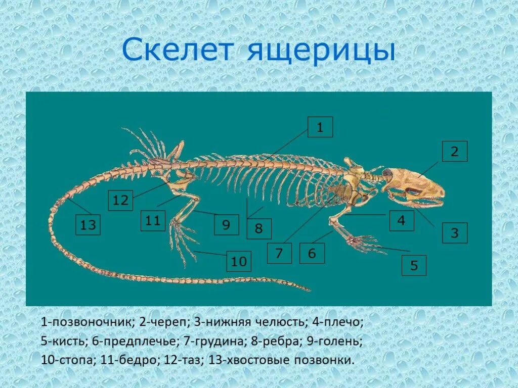 Строение скелета Тритона. Осевой скелет ящерицы. Внутреннее строение ящерицы скелет. Строение скелета ящерицы.