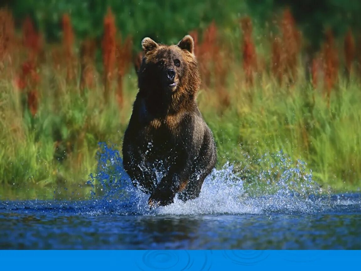 Красивый медведь. Медведь в дикой природе. Дикий медведь. Медведь бежит.