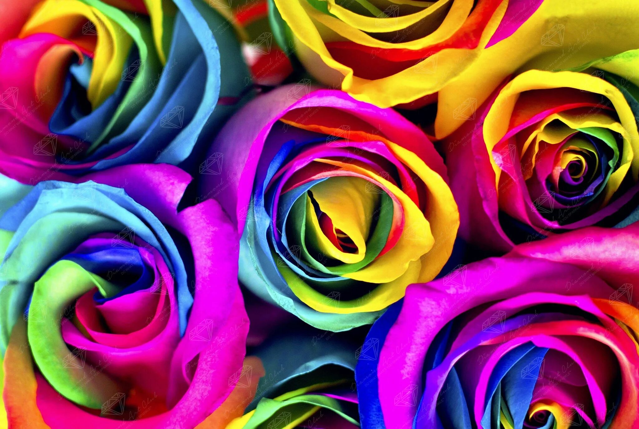Разноцветные розы "Клеопатра". Разноцветные розы. Наличие цветной