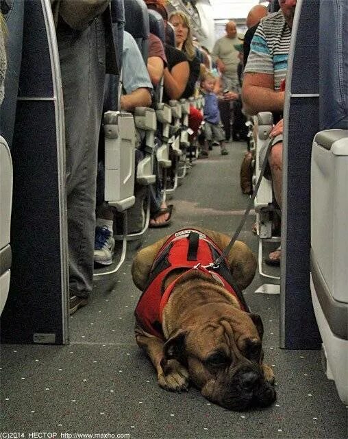 Можно перевозить собак в самолете