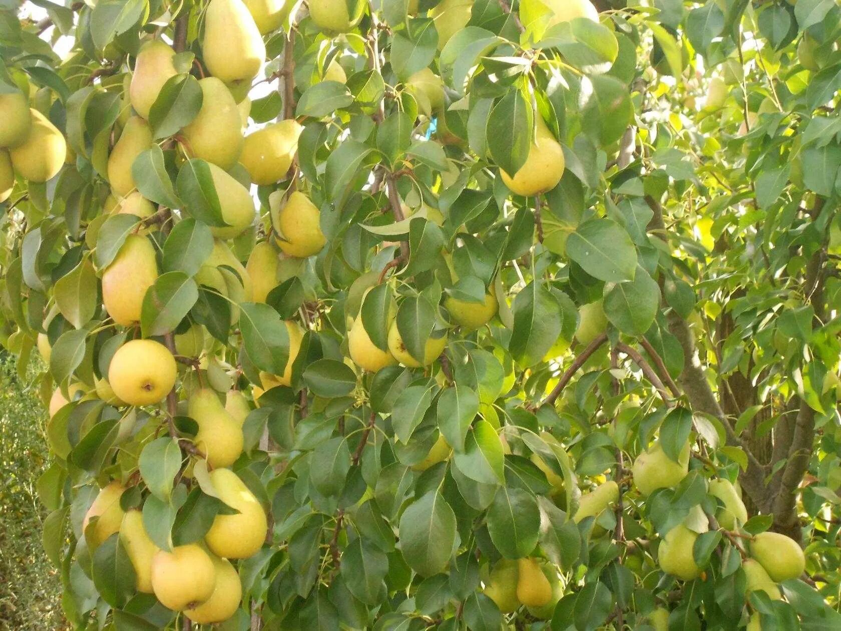 Яблоня морфологическое описание. Груша плодоносит. Сорт груши чижовская. Яблоня штамбовая "имбеляна". Слива дерево.