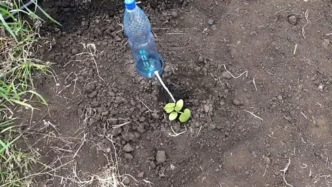 Полив для огурцов своими руками